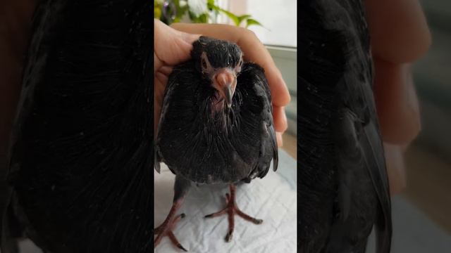 Рядовой птен голубя 