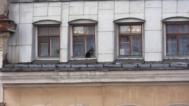 Кот заблудился на крыше