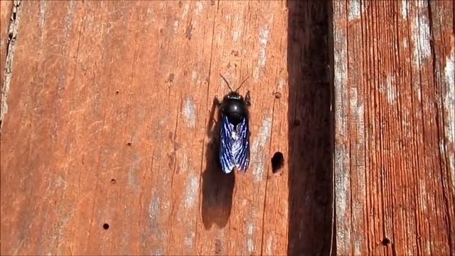 Пчела-плотник насекомые природа Украины Insect carpenter bee