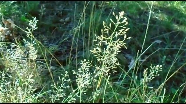 Sony DSC-W800 - Cinematic Video Test