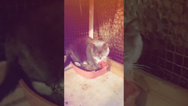 Вернулись с кошкой Дымкой от врача. Приют Петербург