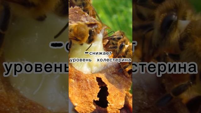 В чём польза МАТОЧНОГО молочка??