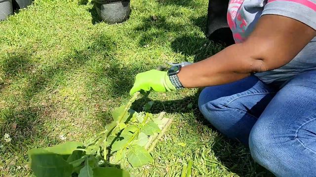 Getting Cuttings From My Angel's Trumpet