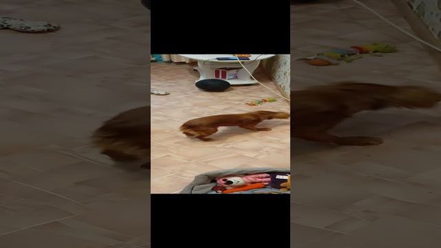 собака играет с воздушным шариком