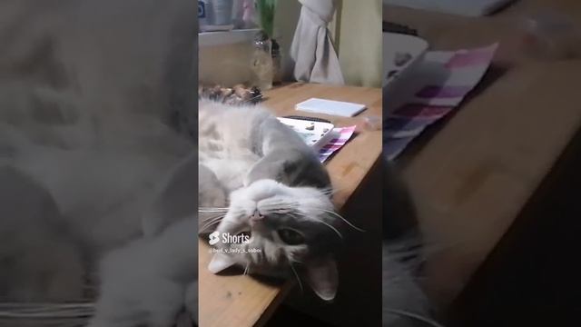 #лайфхак Котвазовского  #котоприколы #котэ #котики #catvideo Catvazosky #DIY #lifehack #cat #коты