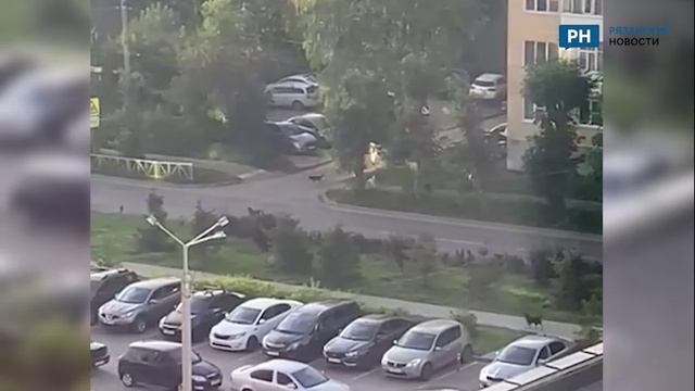 В Рязани на улице Тимуровцев поселилась стая собак, терроризирующая жителей
