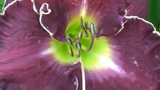 лилейник daylily JEANNE DEAVERS DREAM.mpg