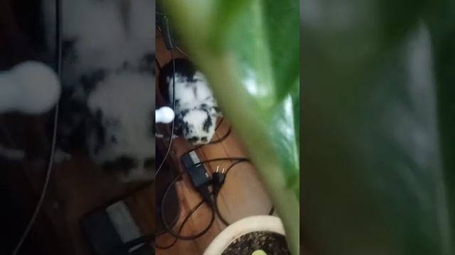 Злая крольчиха