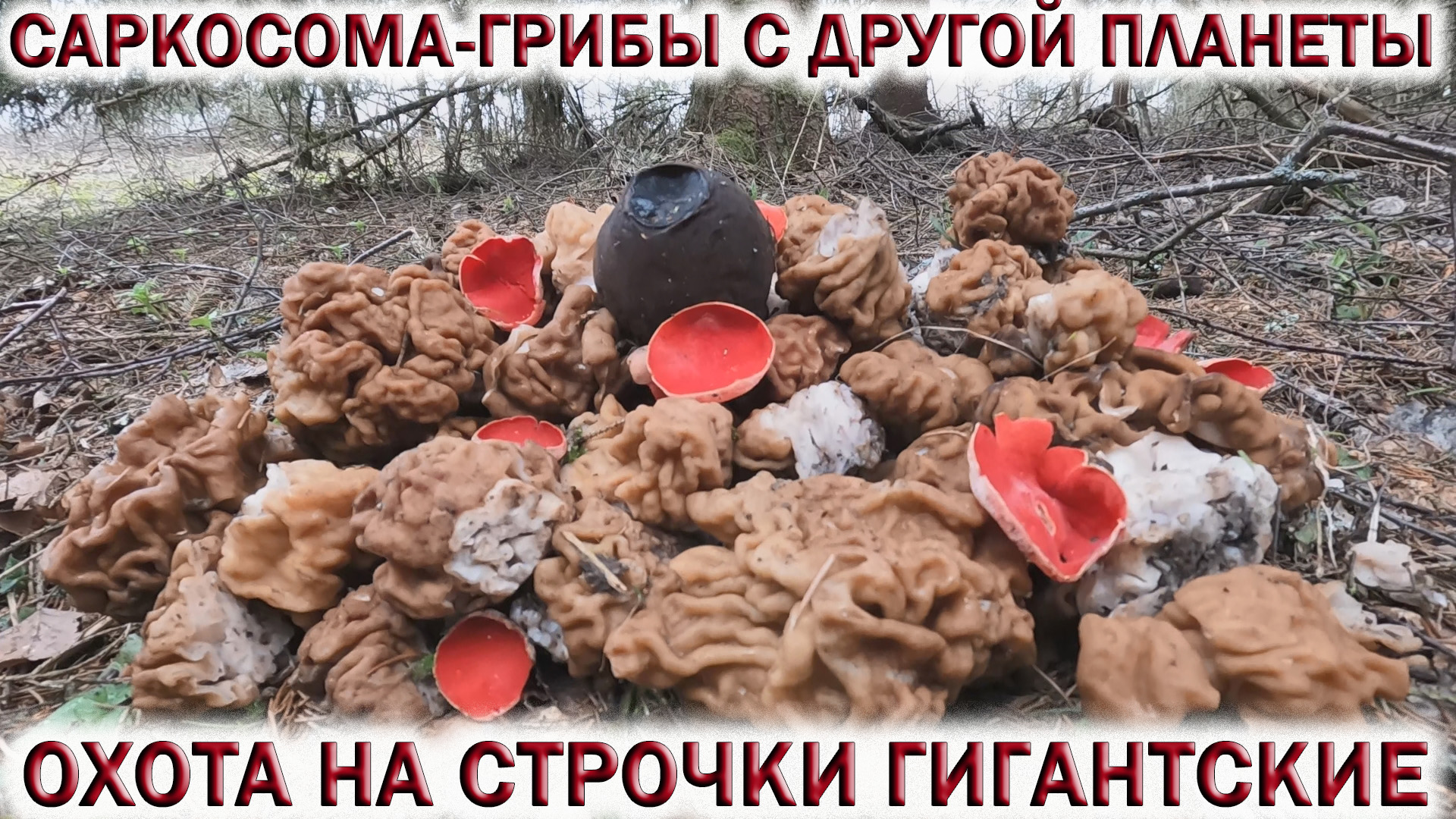 Первые грибы весной в Подмосковье