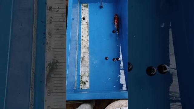 dimilin FB koi asli dan sudah ditest aman utk ikan
