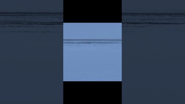 Выпустил кота погулять)