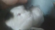 Модификационная изменчивость/Изменение окраски кролика/Дом в Сибири