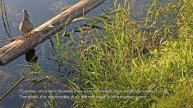 Утка на бревне :) / Duck on a log :)
