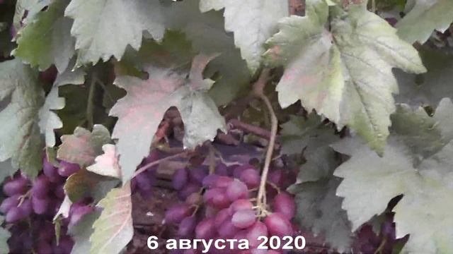 Сорт винограда Гусар - сезон 2020  Grape variety Gusar - season 2020
