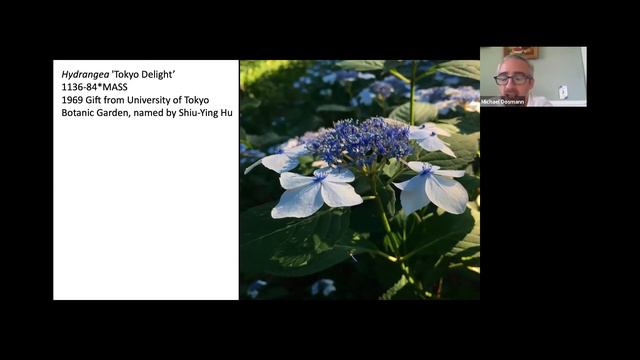 “Painting Edo” at the Arnold Arboretum: Hydrangeas