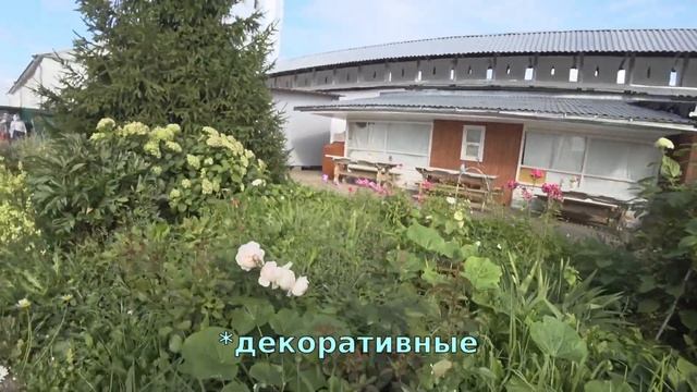 Монастыри Переславля /Рельсовый автобус  /Смешные котята
