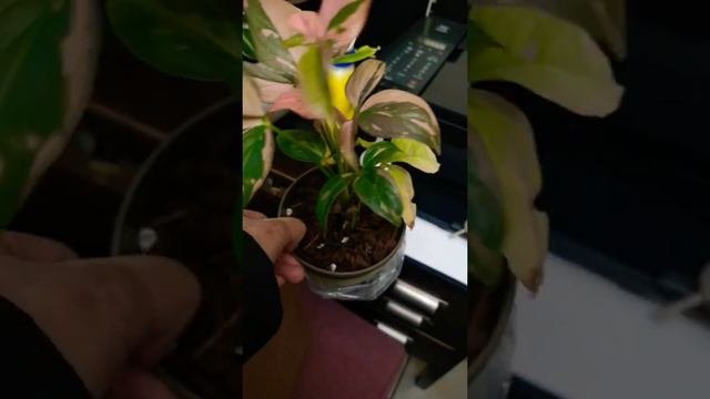 Singonium Pink Splash Unboxing