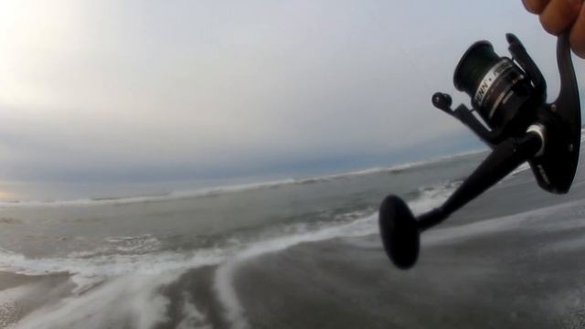 Surf Perch Fishing with Berkley GULP SHRIMPS (SURPRISING)!!