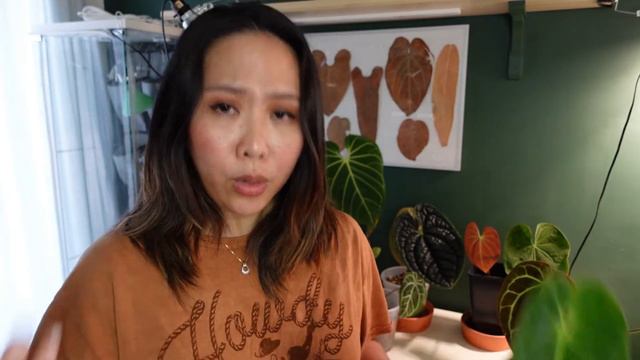 ANTHURIUM Plants in PUMICE and LAVA ROCK | New growths are cool!!!
