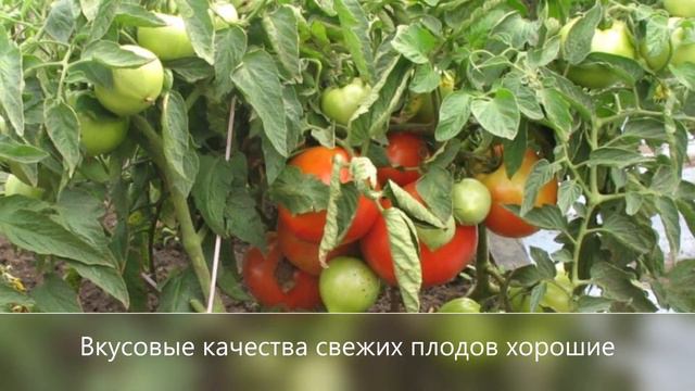 Салатные помидоры из Европы и Японии. Профессиональные семена