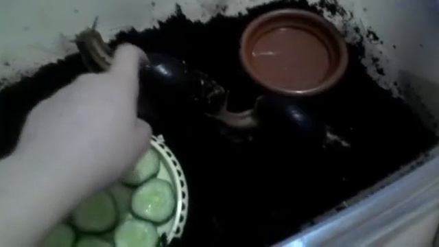 Уборка у улиток. Меняю еду.