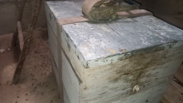зимовка пчел в подвале ... неудачная..