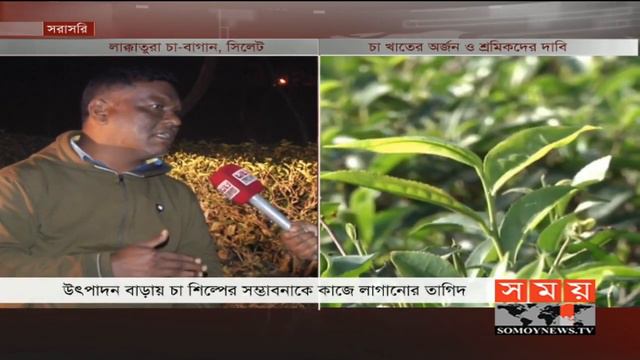 চা উৎপাদনে বাংলাদেশ এখন স্বয়ংসম্পূর্ণ | Tea Production in Bangladesh | Somoy TV
