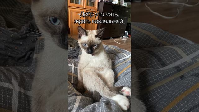 У тебя есть животные?😂 #животные #shortsclip #жиза #рекомендации #тренды #лайк