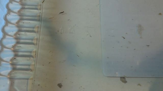 225 Suveniruri de la Jigodin