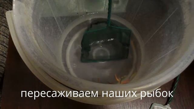 Новые рыбки как правильно пересадить в аквариум?