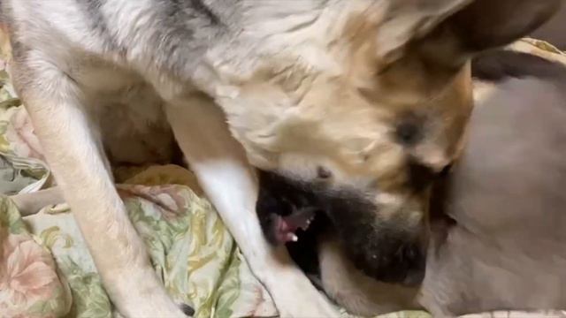 УЖАСЫ!!! ОТГРЫЗАЕТ!!! КОТ СИАМСКИЙ ОТГРЫЗАЕТ ЛАПУ СОБАКЕ!!!