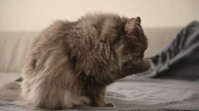 Красивая музыка для восстановления после ритуалов чистки.