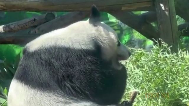 Гендиректор Московского зоопарка Акулова – о вероятности появления в России новых панд: Панды могут