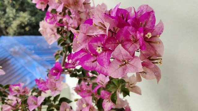 Bougainvillea Cultivar  Chitra Batik 