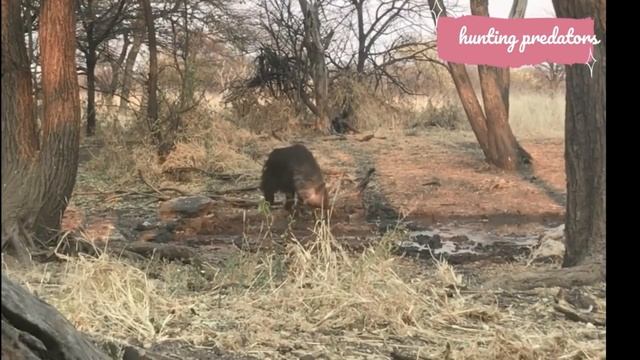 Hunting African hyenas with guns