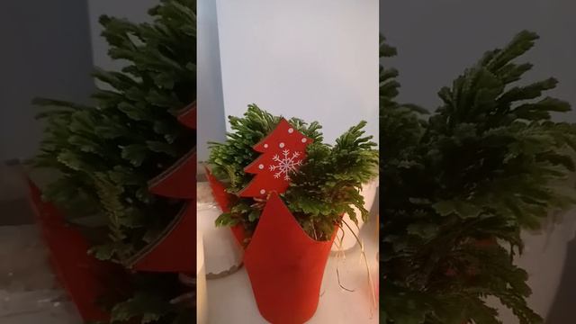 Regalo de amigo invisible, Selaginella - Las plantas de Teresa