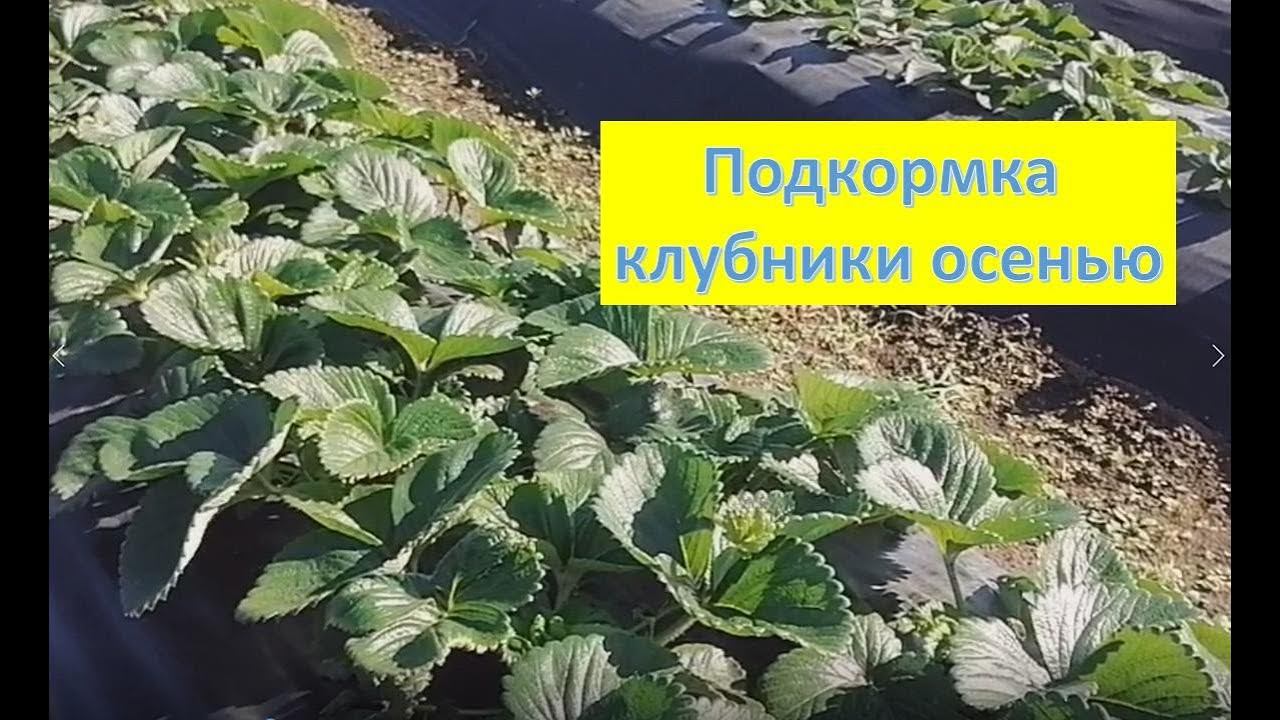 Уход за КЛУБНИКОЙ осенью. Подкормка, обработка против болезней и вредителей