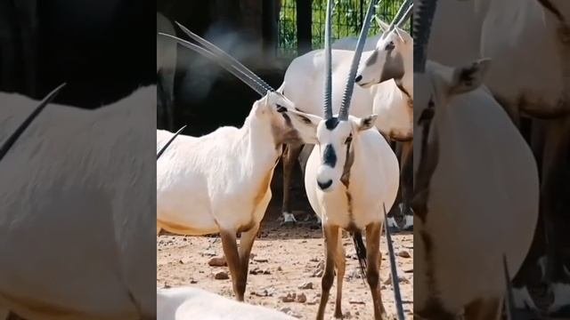Обыкновенный орикс!
