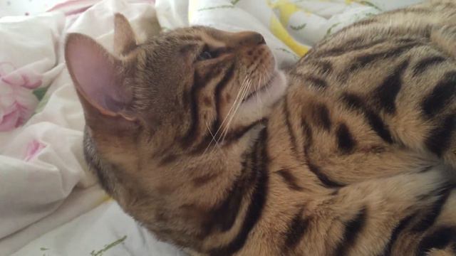 Рыся ТВ - разговор с бенгальской кошкой