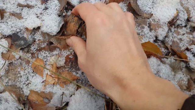 Рядовка серая/Tricholoma portentosum