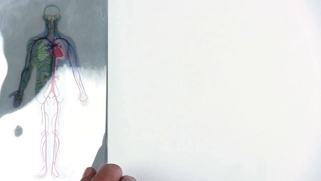 What does INDIBA® do?