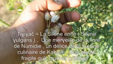 Tiɣiɣač / La silène enflée (Silene vulgaris)