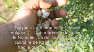 Tiɣiɣač / La silène enflée (Silene vulgaris)