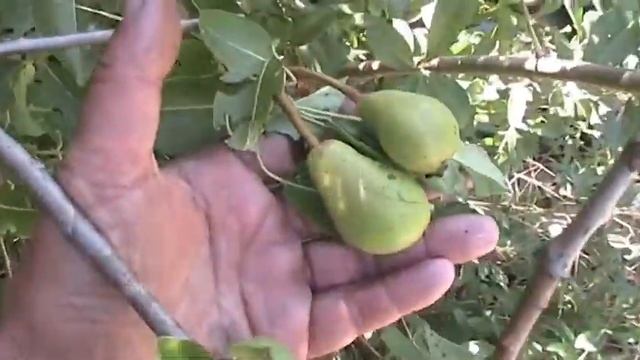 Груши "Лесная красавица" и "Сокровище" 1 июля