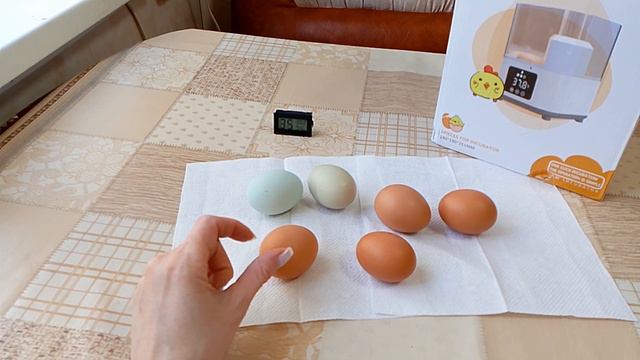 Подготовка и закладка яиц на инкубацию.