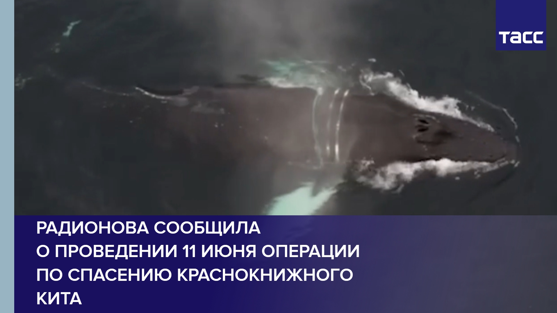 Радионова сообщила о проведении 11 июня операции по спасению краснокнижного кита