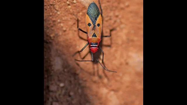 Экзотические насекомые и пауки с забавными рожицами на брюшках