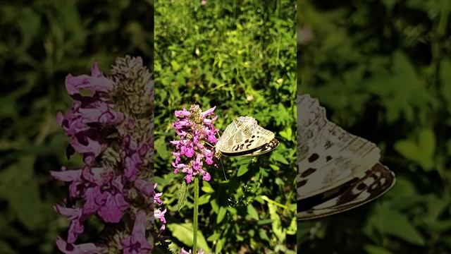 Перламутровка Пафия и лимонница