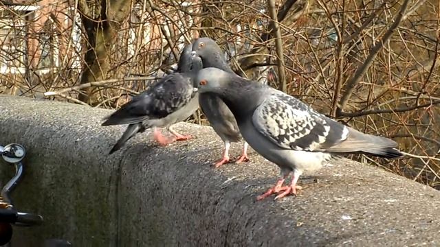 Foto Booms Samsung PL70 Sample Video