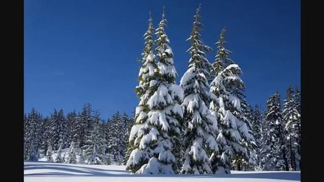 В лесу родилась ёлочка??☃️⛄?❄️